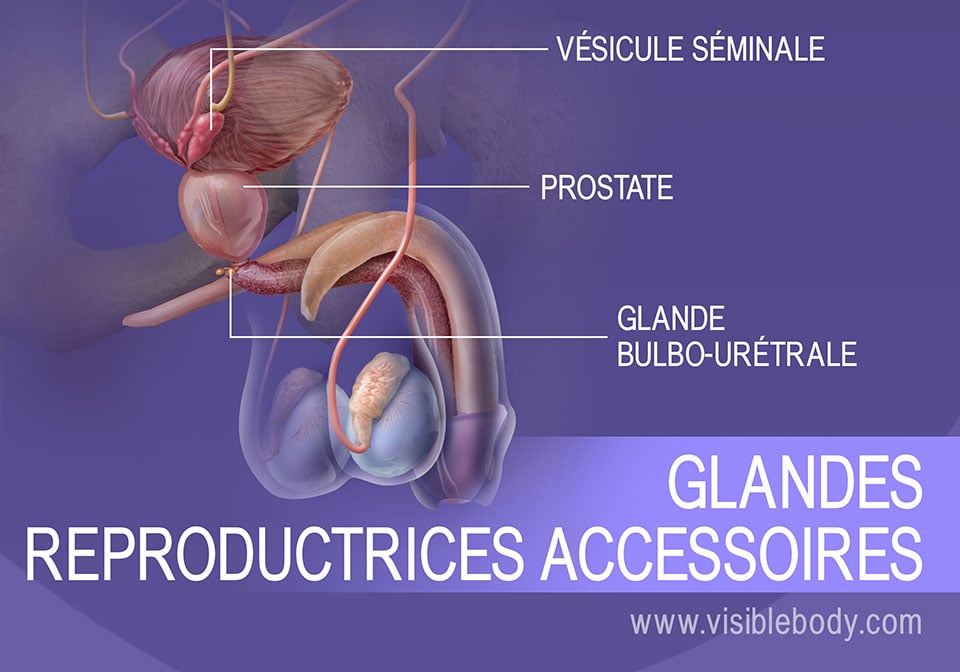 La vésicule séminale, la prostate et les glandes bulbo-urétrales : des glandes reproductrices secondaires