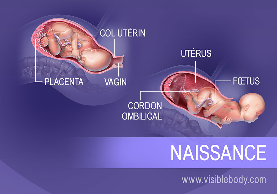 Processus de reproduction