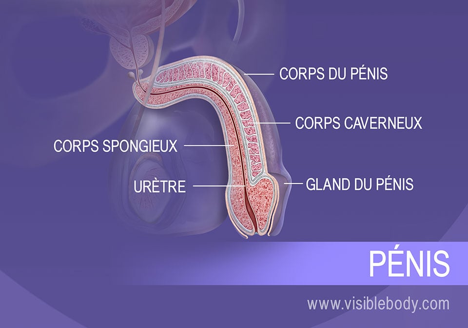 Coupe transversale du pénis, et structures du corps et de la tête (le gland).