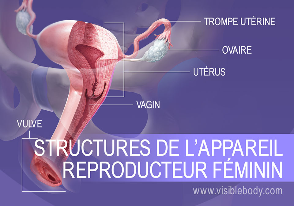 Aperçu des structures du système reproducteur féminin