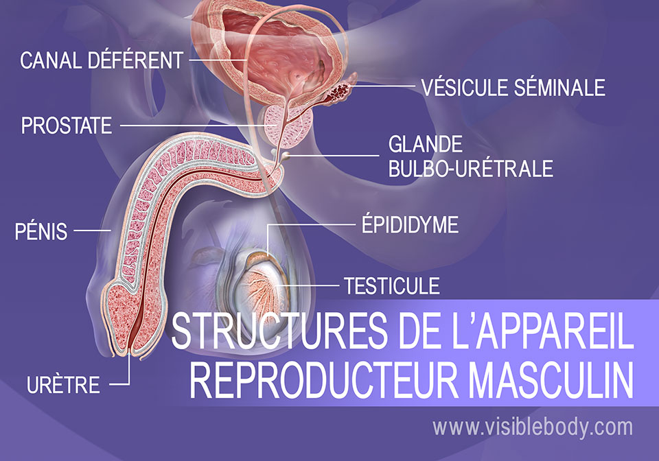 Structures du système reproducteur masculin
