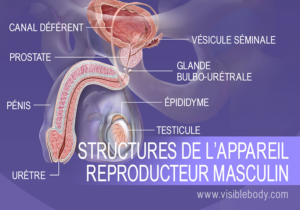 Appareil Reproducteur Masculin Et Ses Parties