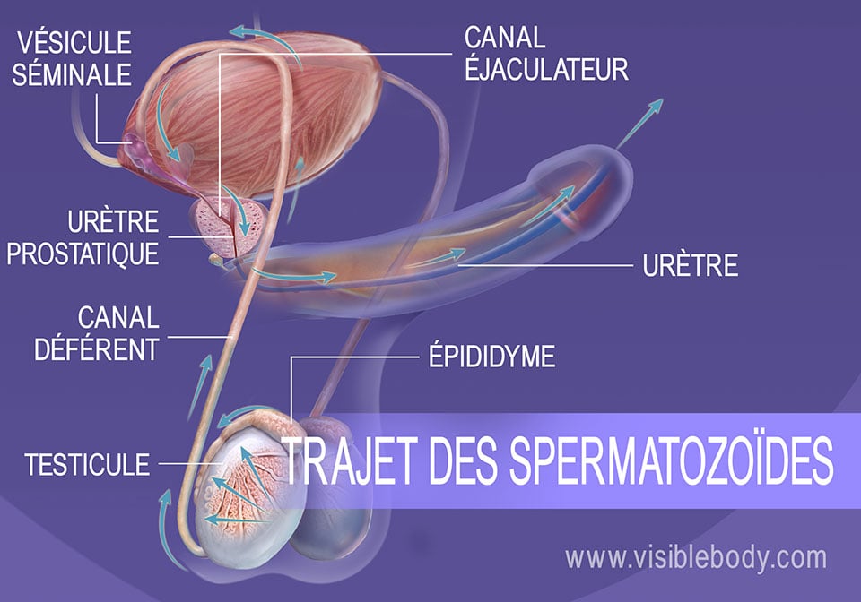 Structures du système reproducteur masculin