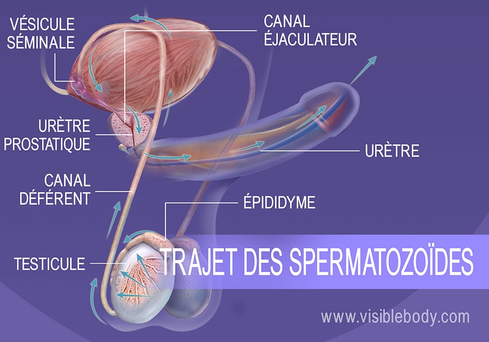 Trajet emprunté par les spermatozoïdes entre les testicules et l'urètre