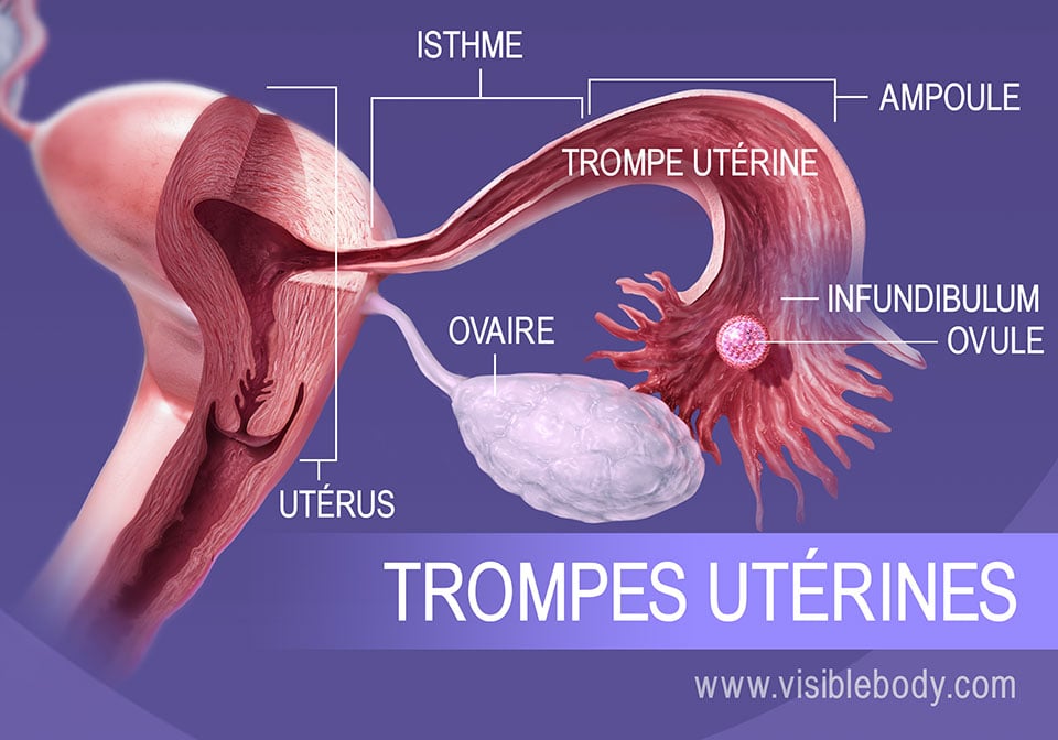 Lors de l'ovulation, l'ovule s'achemine par l'infundibulum, l'ampoule et l'isthme de la trompe utérine.