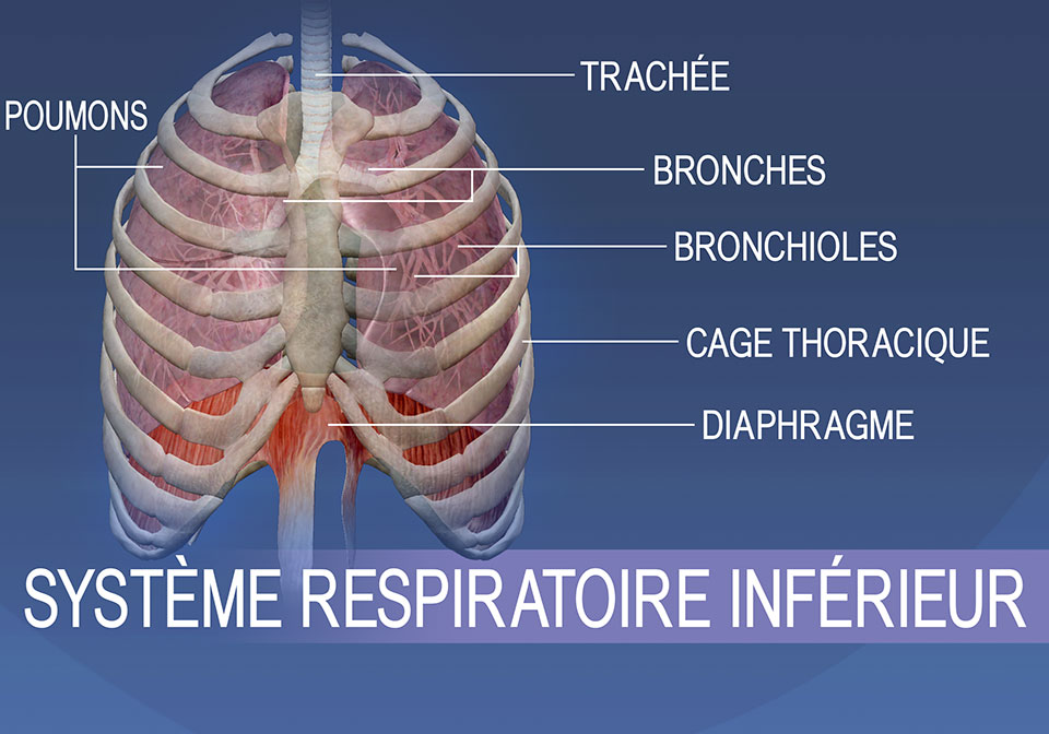 Les structures du système respiratoire inférieur regroupent la trachée, les bronches, les bronchioles, la cage thoracique, les poumons et le diaphragme