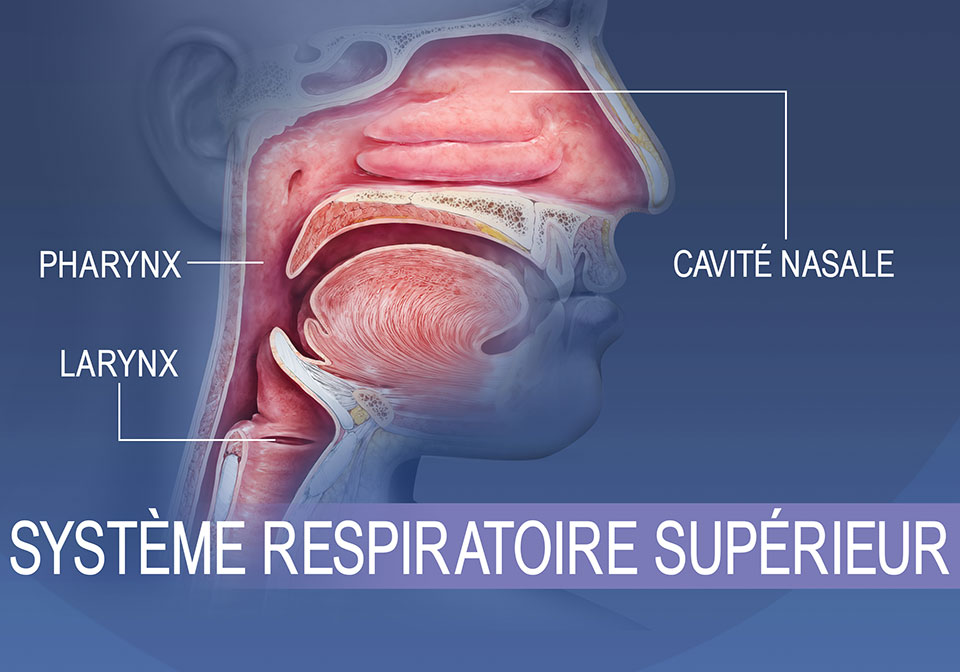 Aperçu du système respiratoire supérieur, de la cavité nasale et de la gorge