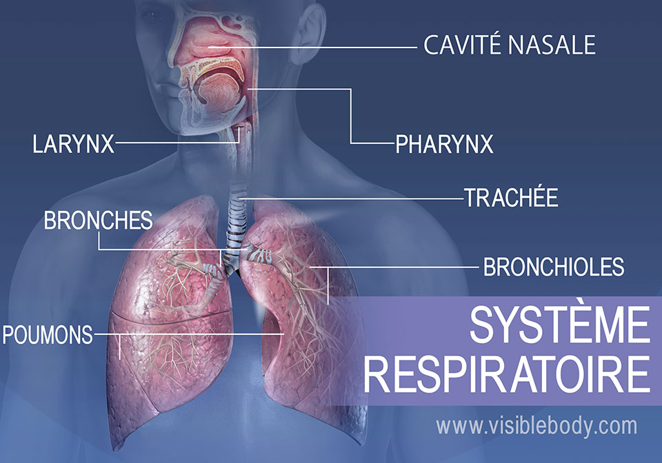 Les principales structures du système respiratoire regroupent la cavité nasale, le pharynx, le larynx, la trachée, les bronches, les poumons et les bronchioles