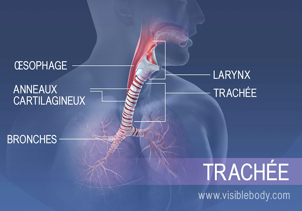 Les structures de la région trachéale comprennent l'œsophage, le larynx, les anneaux cartilagineux et les bronches