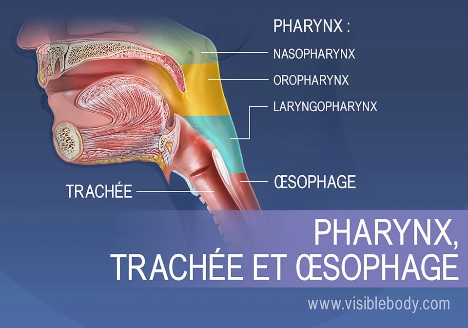 Les régions du pharynx peuvent être décomposées en trois sections : le nasopharynx, l'oropharynx et le laryngopharynx