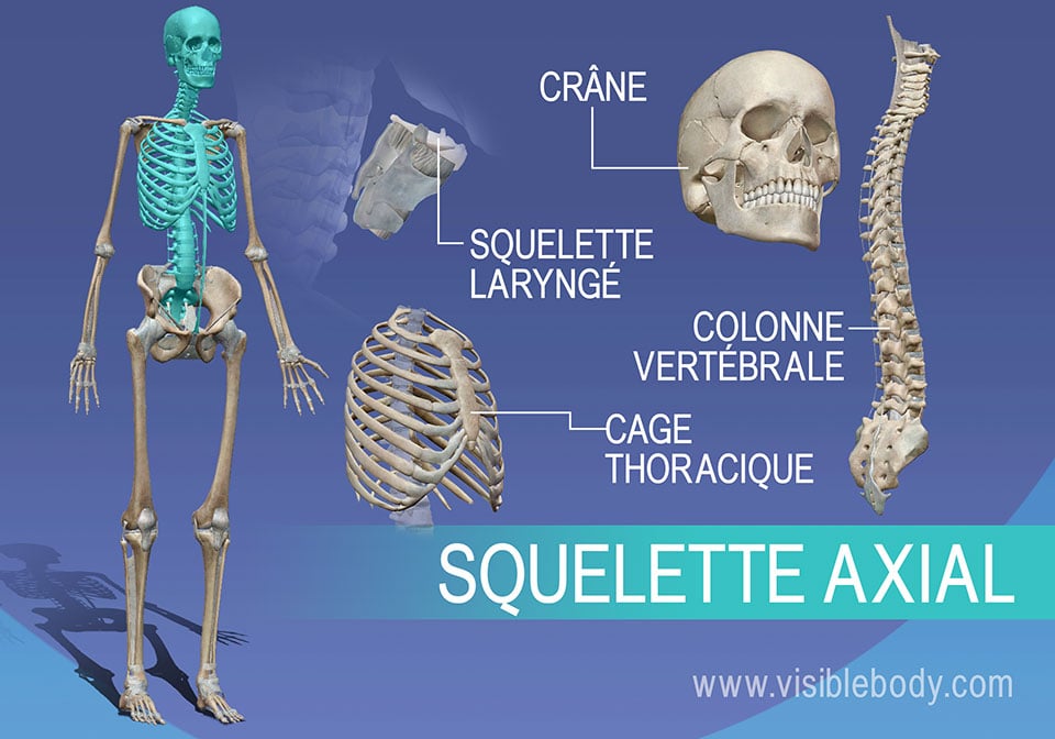 Aperçu du squelette axial : crâne, vertèbres, larynx et thorax