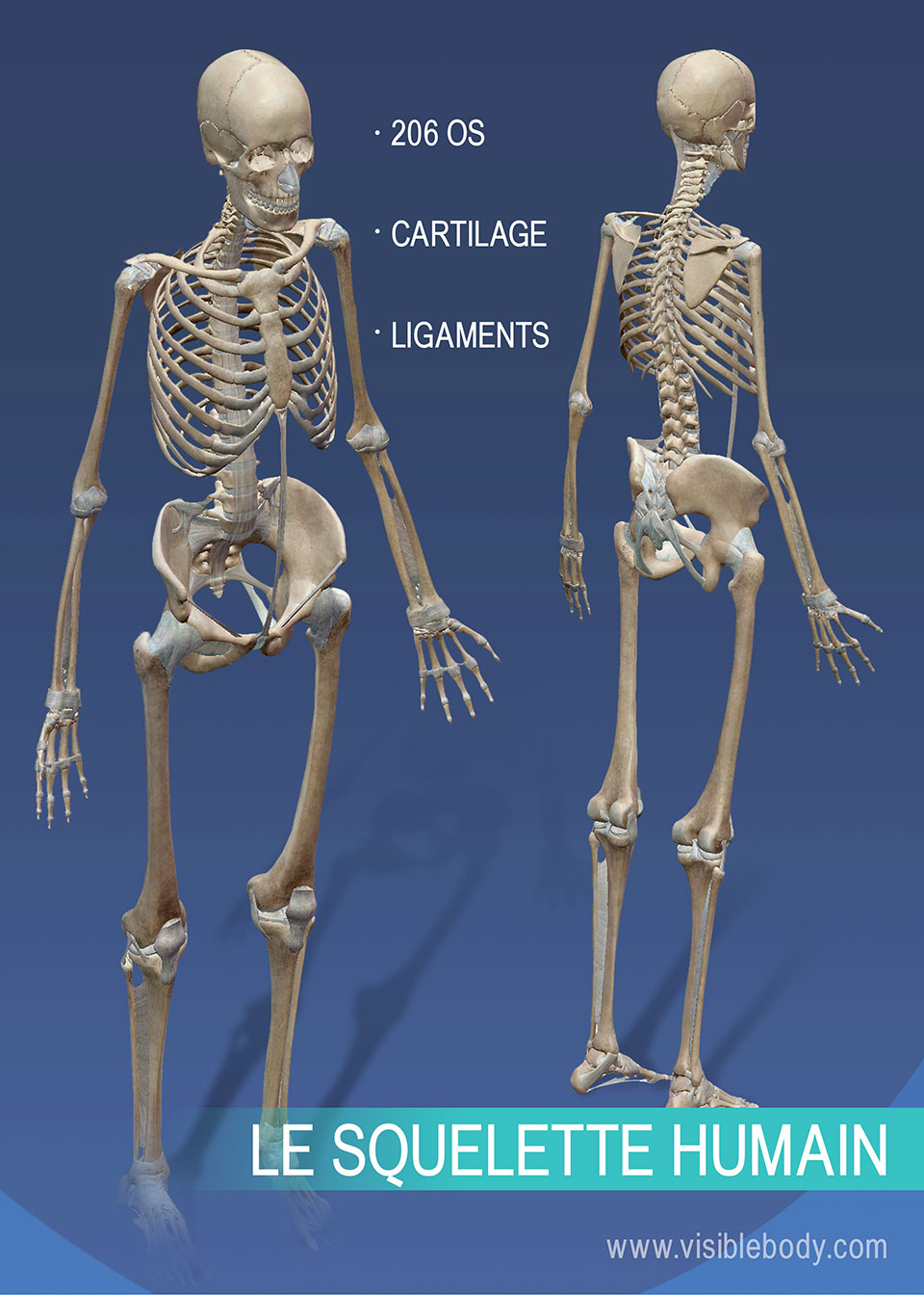Le système squelettique est composé de 206 os, du cartilage et des ligaments