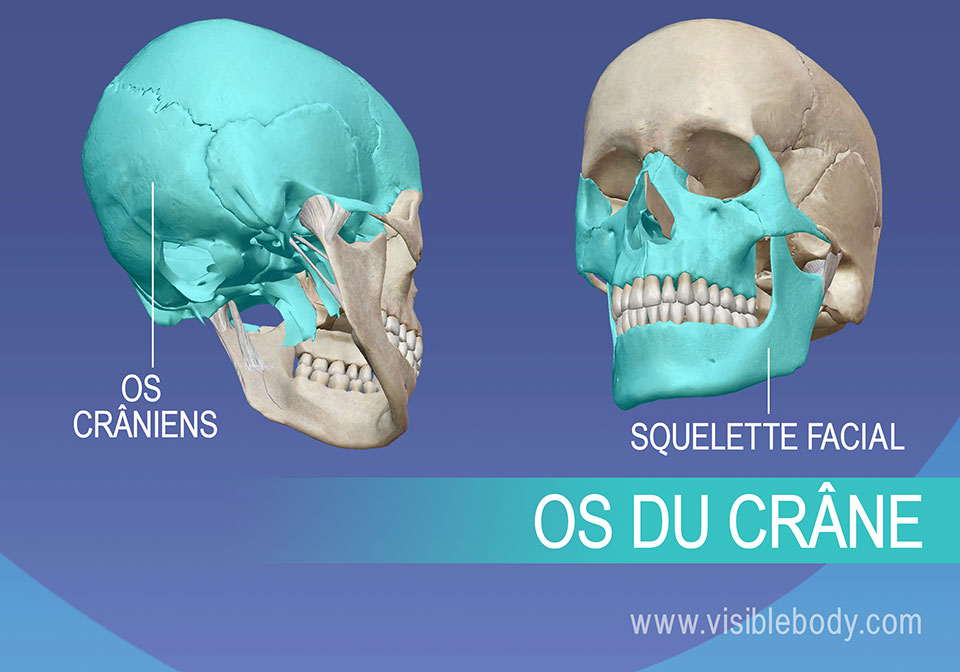 Os crâniens et squelette facial