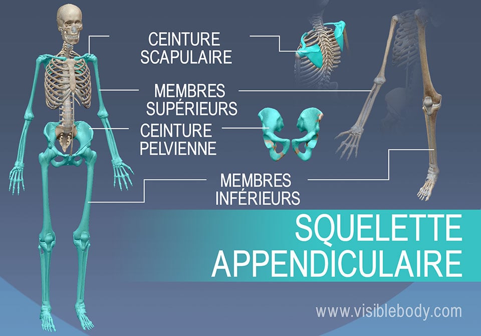 Ceinture scapulaire, membres supérieurs, ceinture pelvienne et membres inférieurs