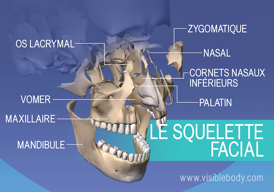 Os du visage : Lacrymal, zygomatique, maxillaire et mandibule