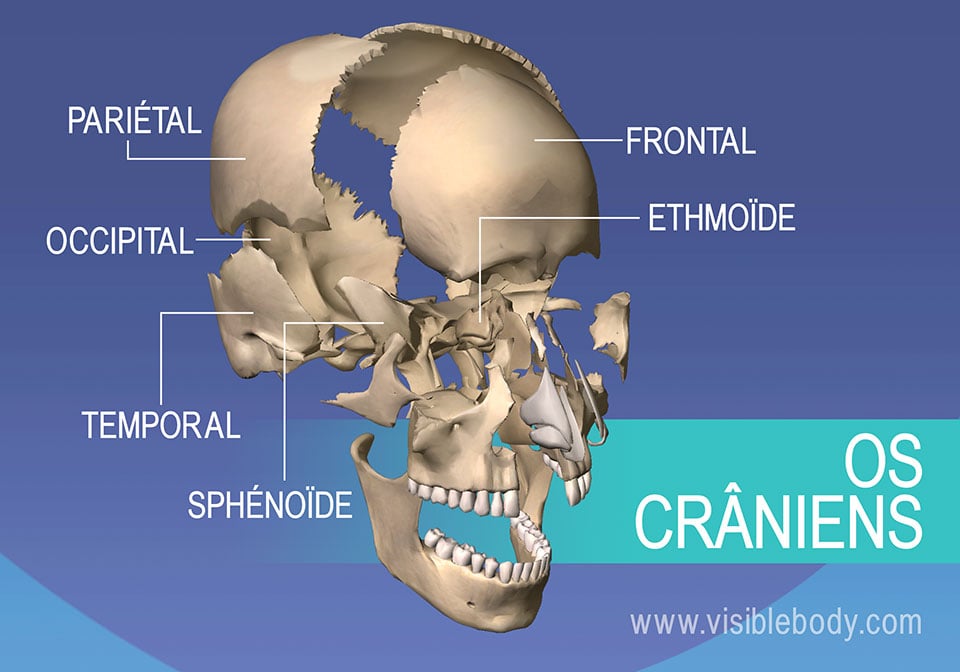 Apprentissage de l'anatomie du squelette