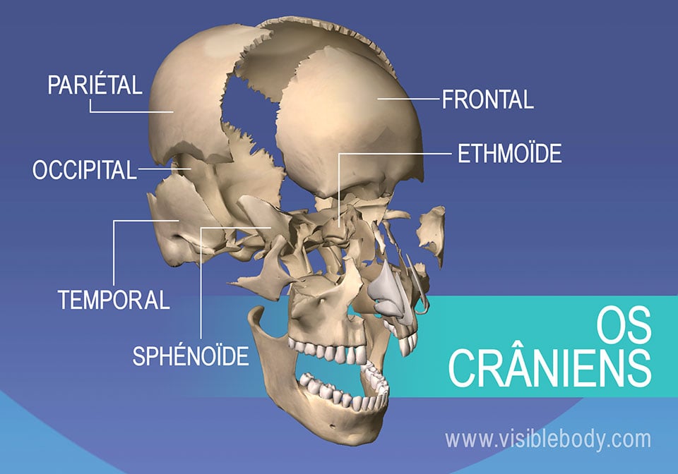 Os du crâne