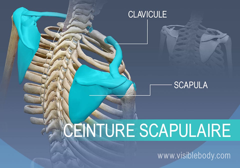 Os de la ceinture scapulaire