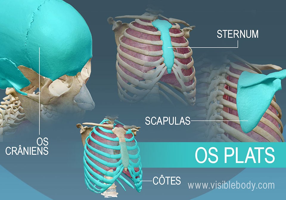 Exemple de quatre types d'os plats