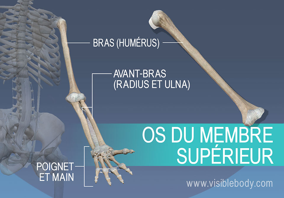 Humérus, radius, ulna et les os du poignet et de la main