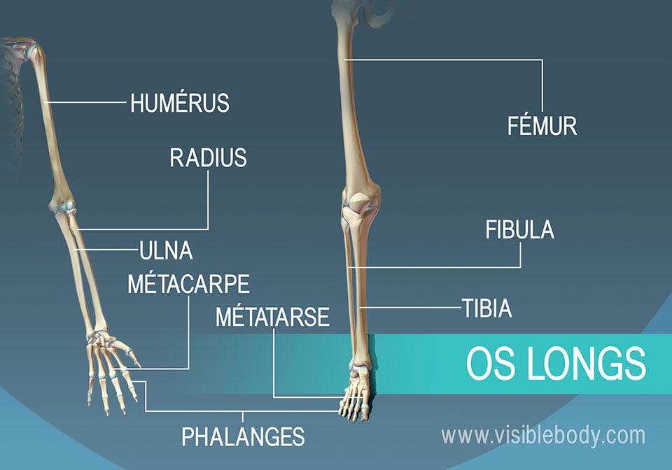 Exemples de neuf os longs se trouvant dans le corps