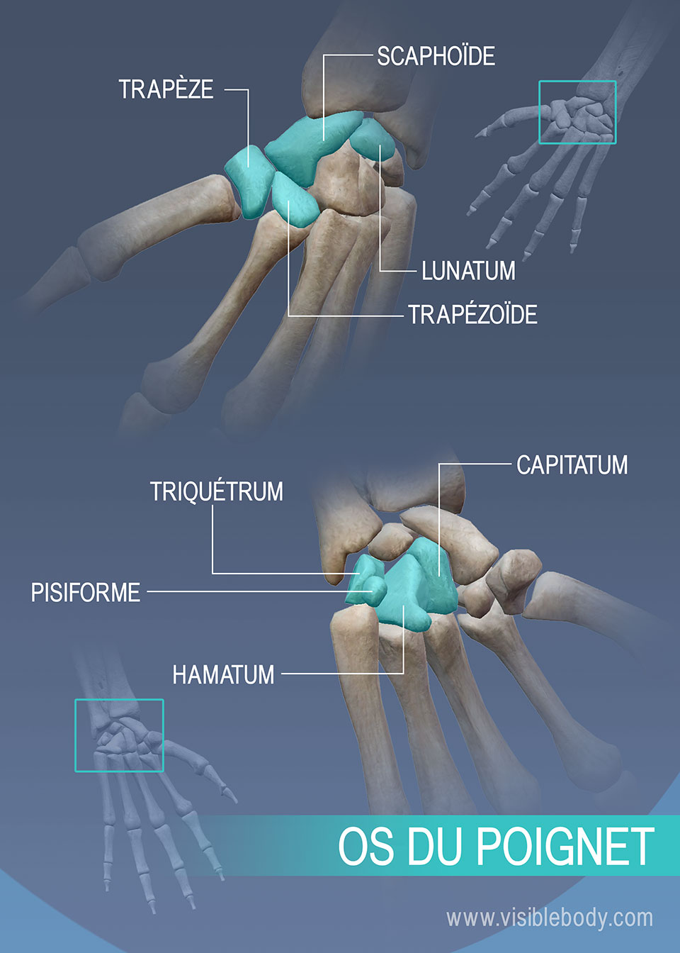 Trapèze, scaphoïde, lunatum, trapézoïde, capitatum, triquétrum, pisiforme et hamatum