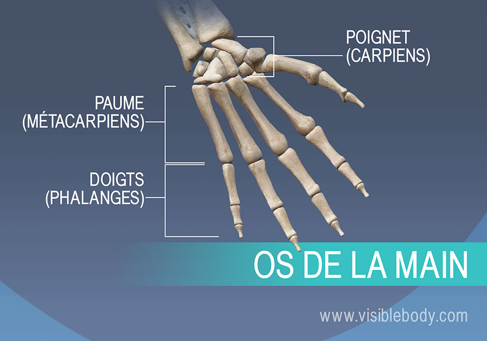 Os de la main, métacarpiens, phalanges proximales, moyennes et distales