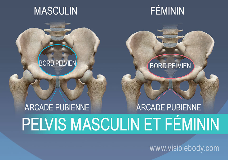 Différence entre bord pelvien et arcade pubienne chez l'homme et chez la femme