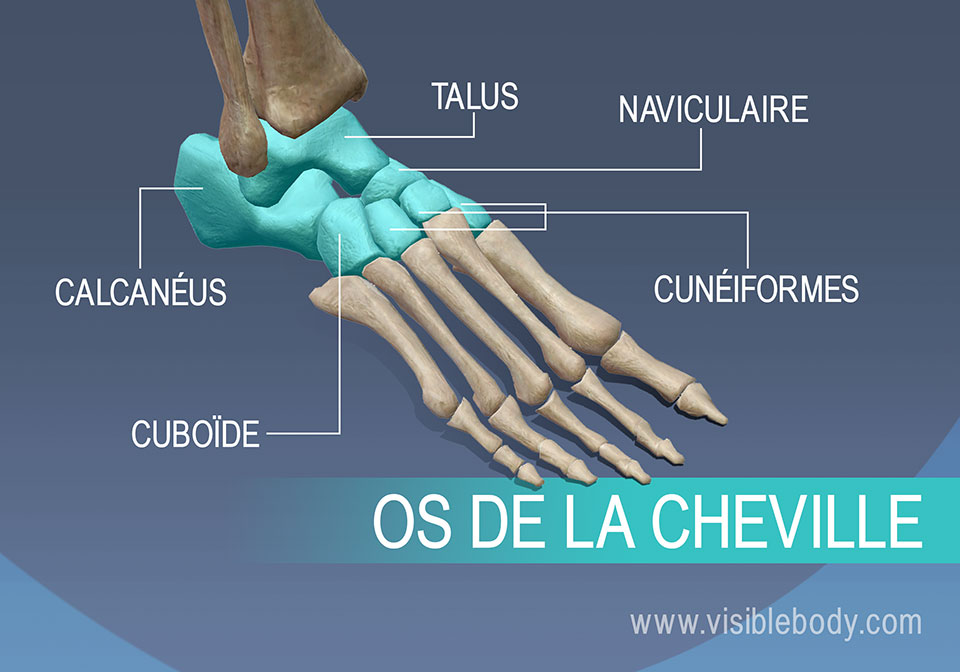 Os de la cheville, talus, naviculaire, cunéiformes, calcanéus et cuboïde