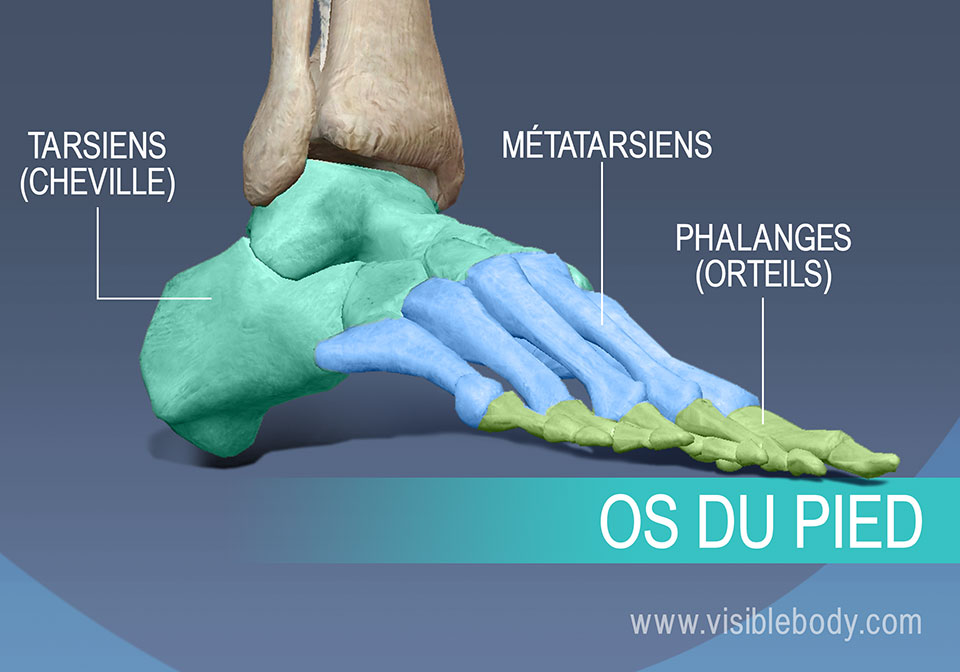 Os du pied, métatarsiens, phalanges proximales, moyennes et distales