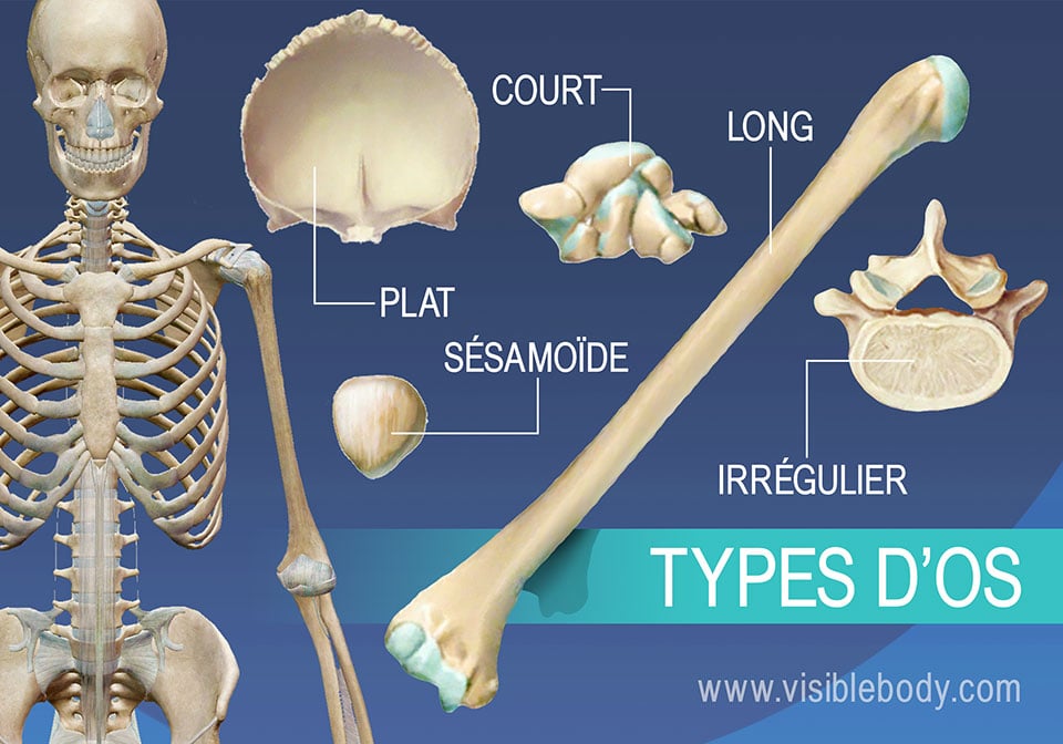 Aperçu des cinq types d'os, long, court, plat, irrégulier et sésamoïde