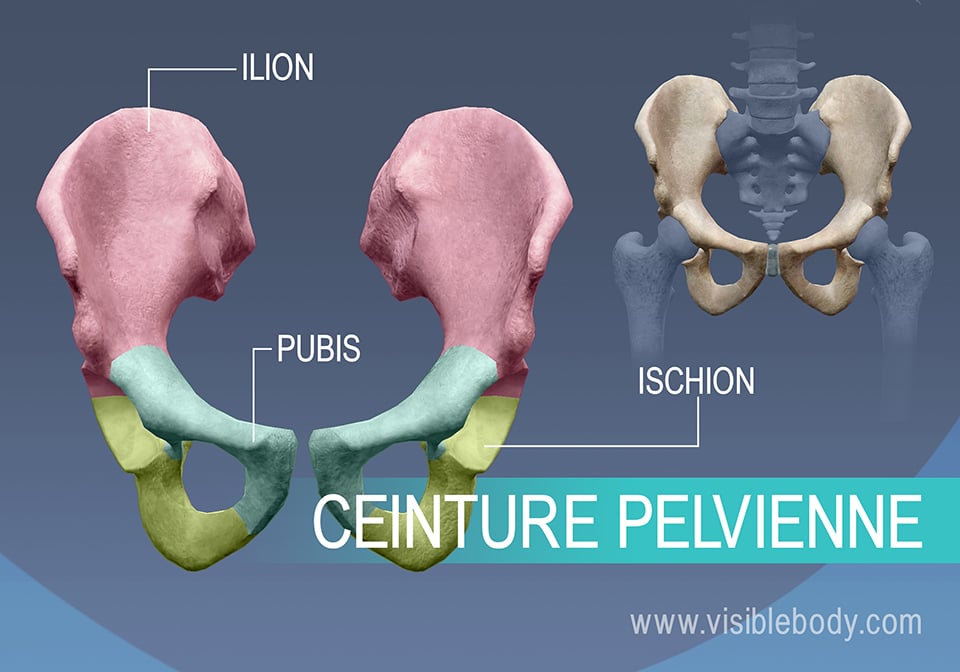 Apprentissage de l'anatomie du squelette