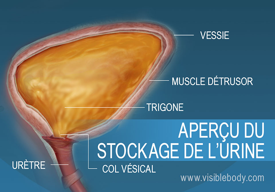 Coupe transversale de la vessie illustrant le col vésical, le détrusor, le trigone et l'urètre
