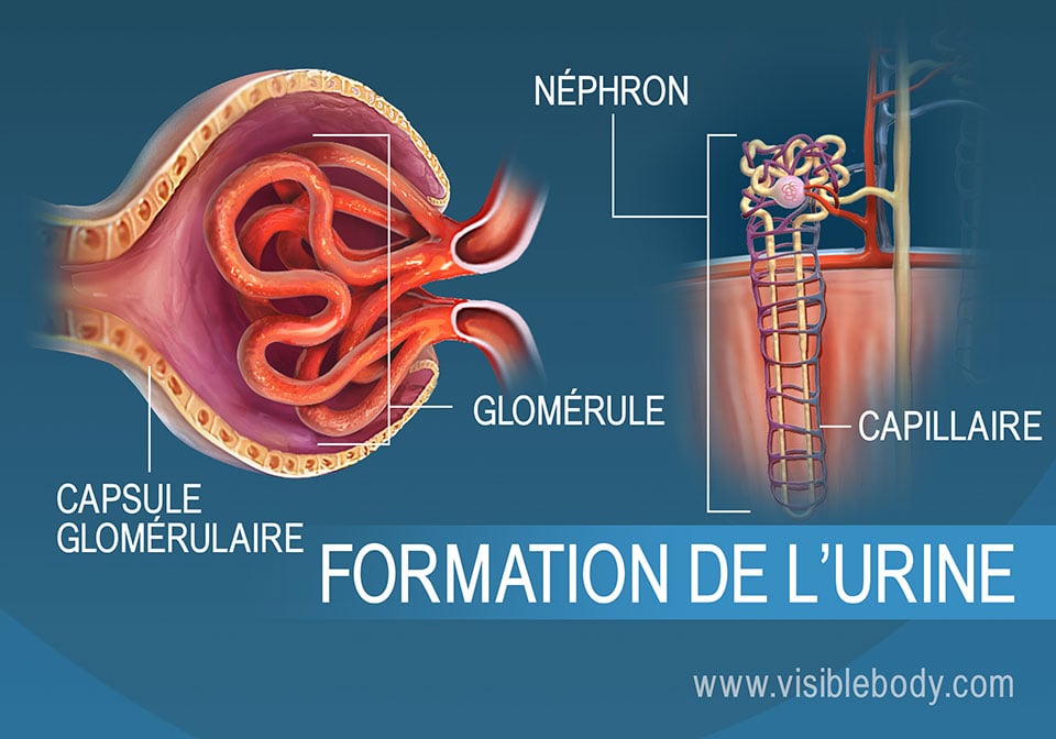 Coupe transversale d'un glomérule, une structure du néphron