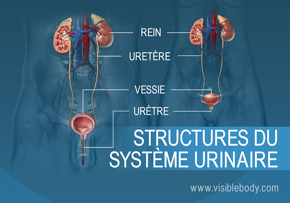 Comparaison entre les systèmes urinaires masculin et féminin
