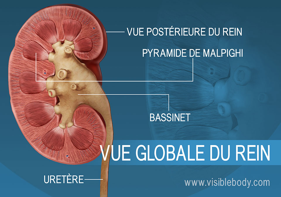 Coupe transversale du rein illustrant les structures du bassinet et des pyramides