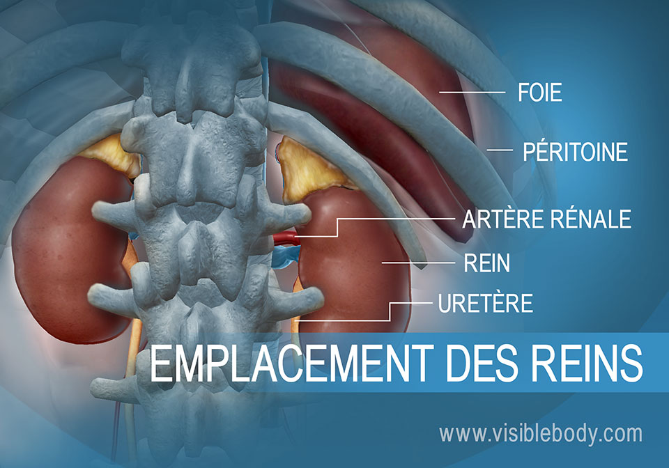 Structures du système urinaire