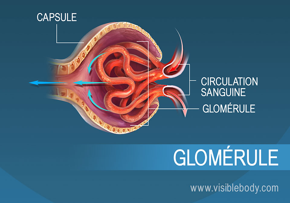 Circulation sanguine dans le glomérule dans le cadre de la filtration