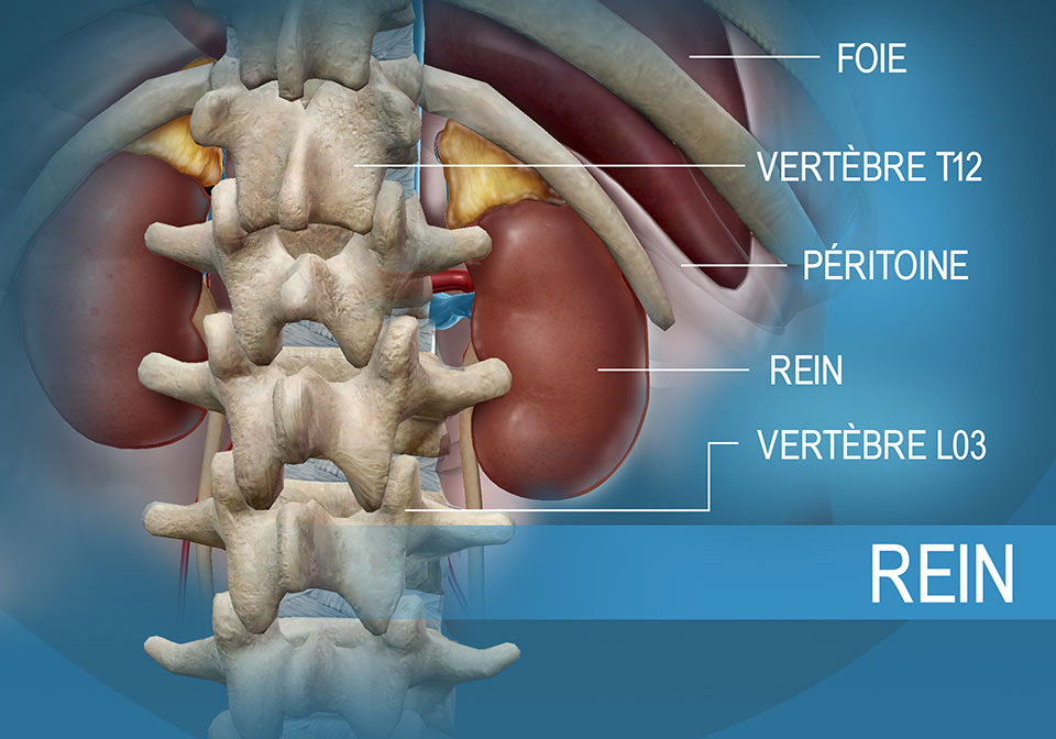 Emplacement du rein par rapport au foie et aux vertèbres thoraciques et lombaires