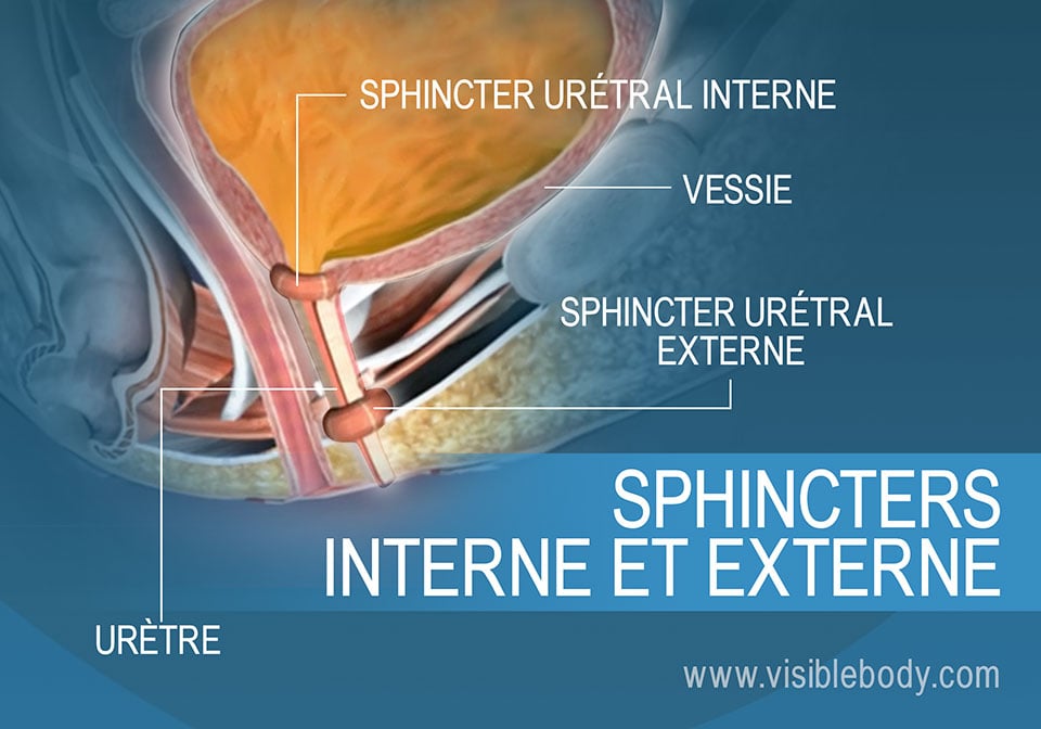 Sphincters urétraux externe et interne de la vessie