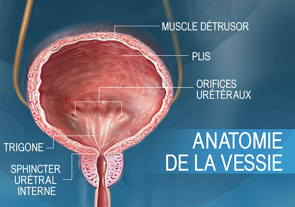 Coupe transversale frontale illustrant l'anatomie de la vessie