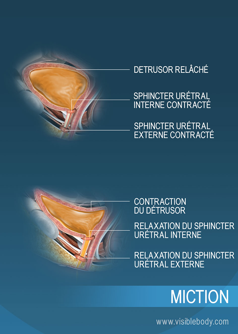 Vessie stockant l'urine, et vessie au cours de la miction, avec les sphincters urétraux et le détrusor facilitant le processus