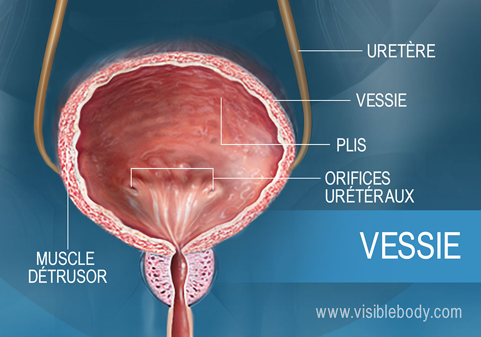 Vue rapprochée illustrant le muscle détrusor et les plis vésicaux, des structures de la vessie.