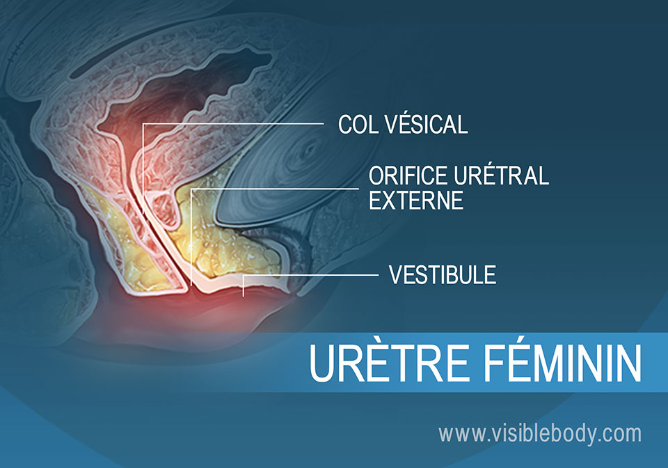 Gros plan de l'urètre féminin et du tissu connexe