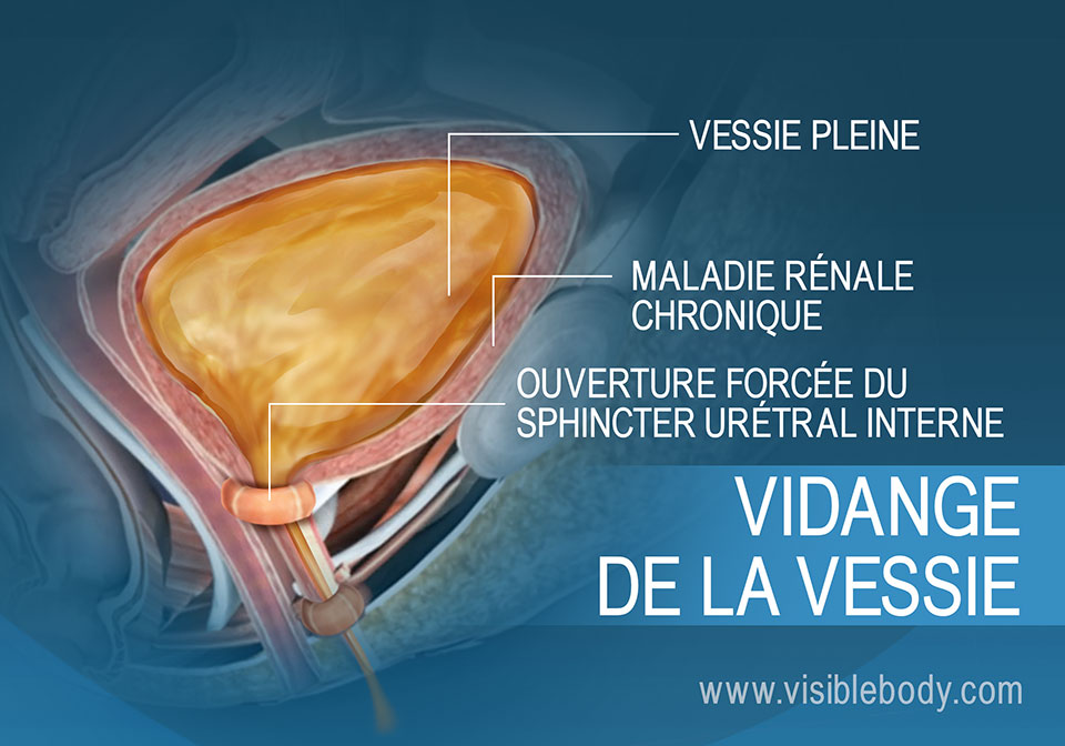 Vessie pleine et muscles de la miction responsables du besoin d'uriner.