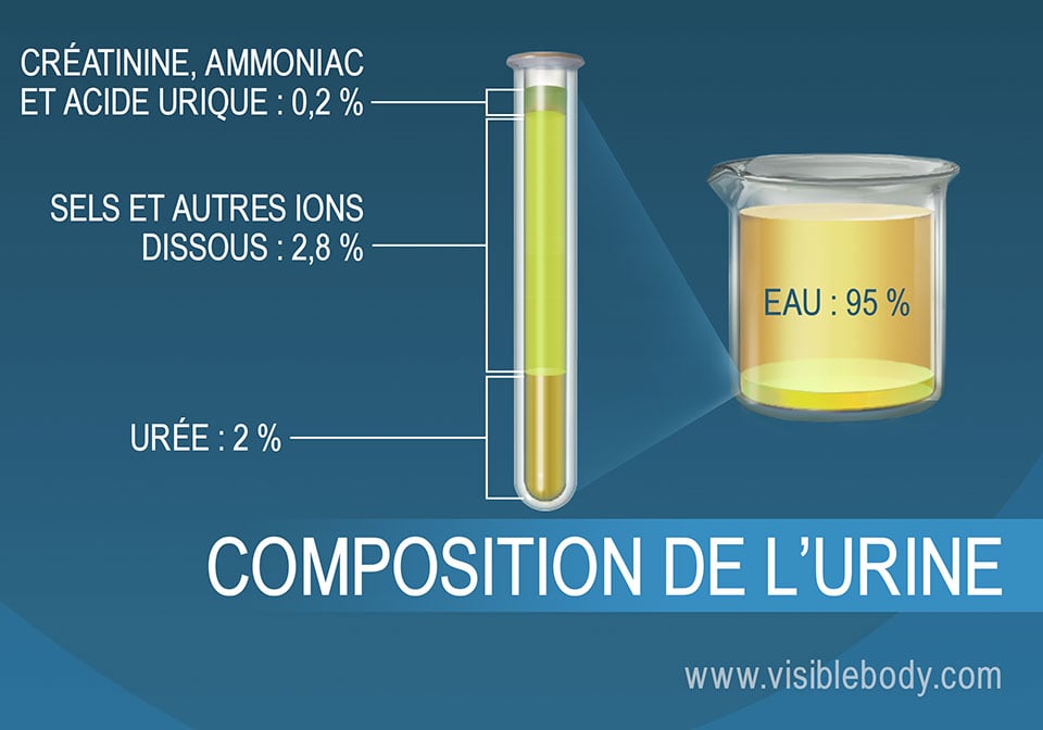 Ammoniaque - Analyse sanguine et urinaire – Interprétation des