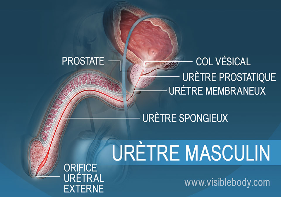 Comprendre l'appareil urinaire masculin