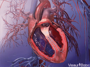Glossary of the Circulatory System | Learn Circulatory Anatomy
