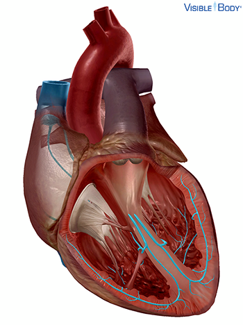 Erregungsleitungssystem