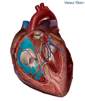 circulatory-system-right-ventricle.png
